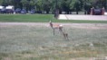 /album/photogallery/on-base-baby-antelope-jpg/